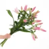 Lilien in Rosa 2