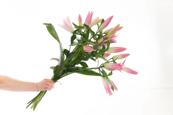 Lilien in Rosa 2