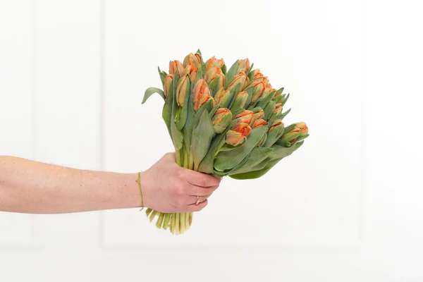 Orange Tulpen 2