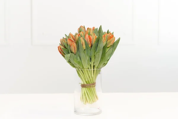 Orange Tulpen 3