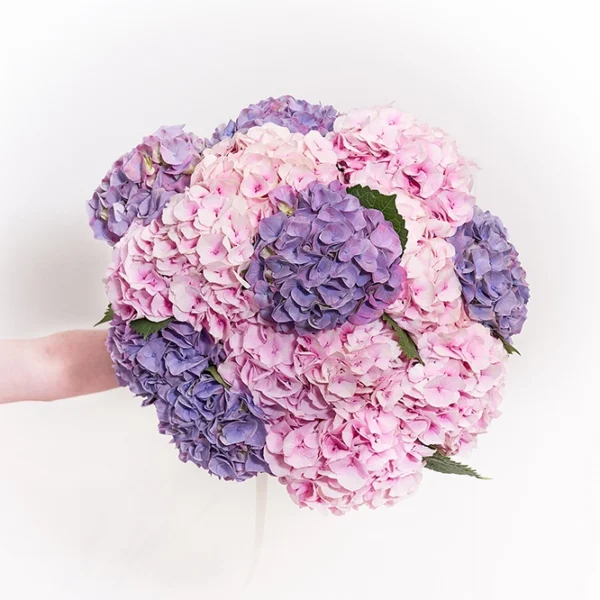 Hortensien Rosa-Violett 1