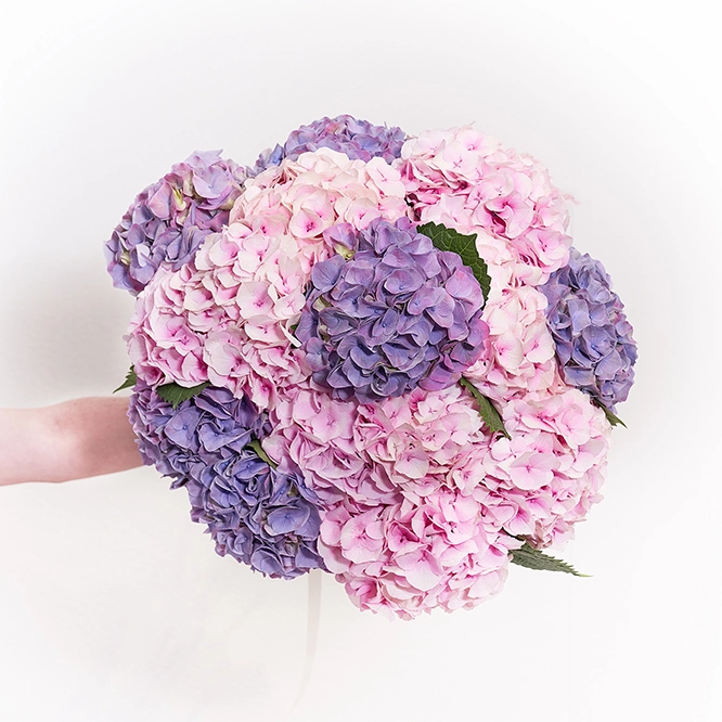 Hortensien Rosa-Violett 1