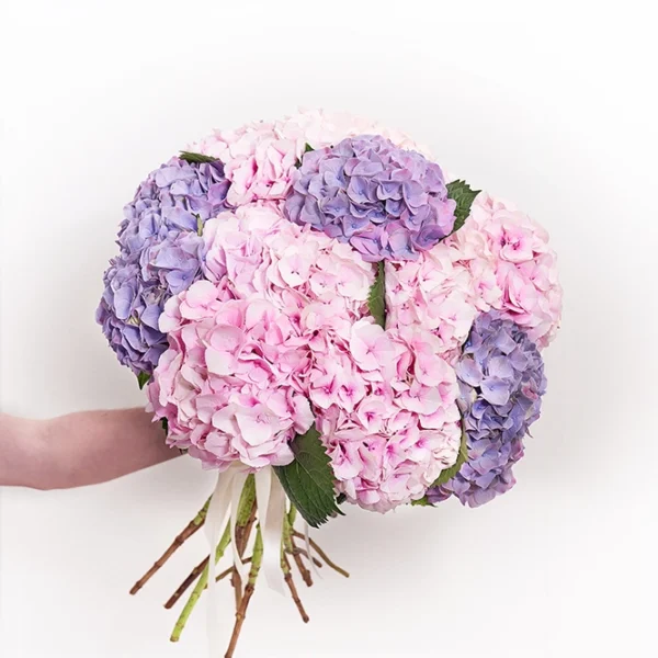 Hortensien Rosa-Violett 2
