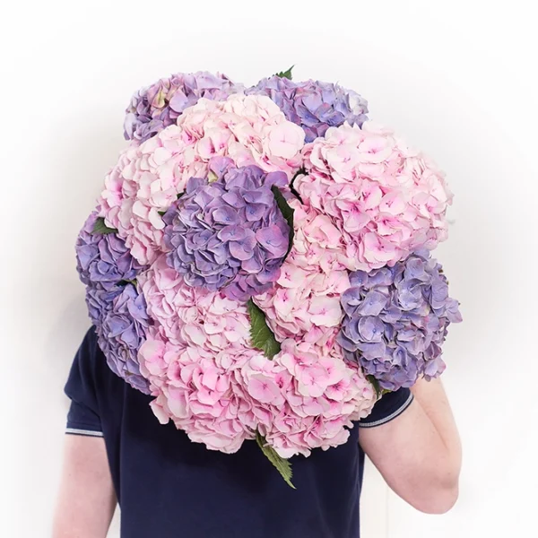 Hortensien Rosa-Violett 3