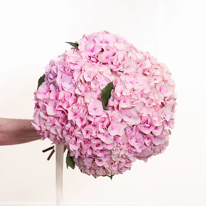 Hortensienstrauß Rosa 1