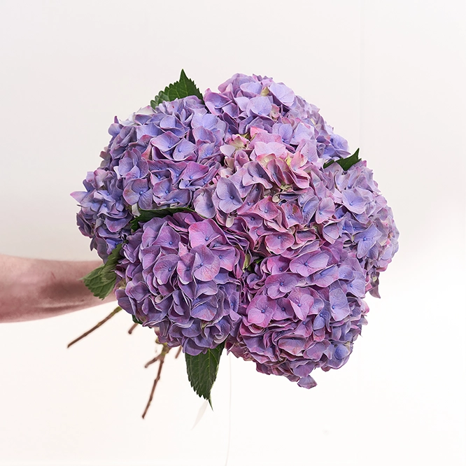Hortensienstrauß Violett 1