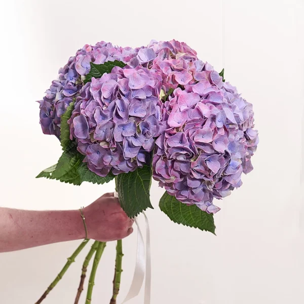 Hortensienstrauß Violett 2