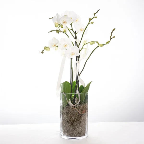 Weiße Orchidee in Vase