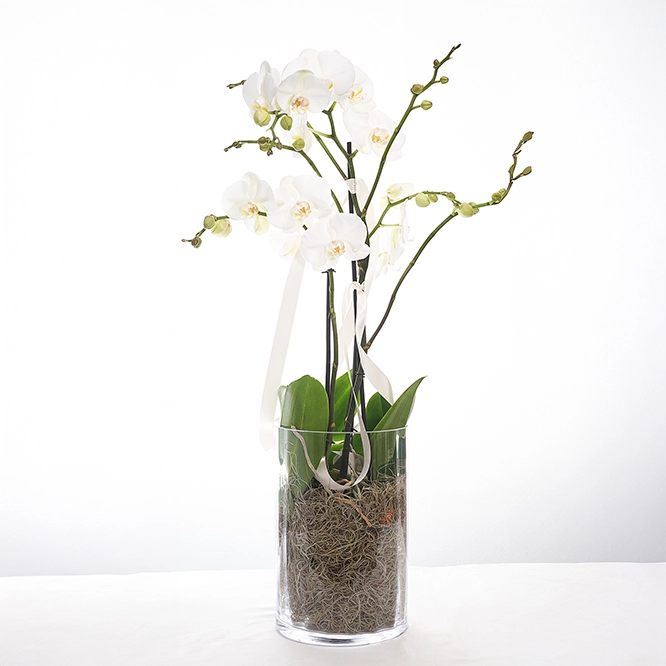 Weiße Orchidee in Vase